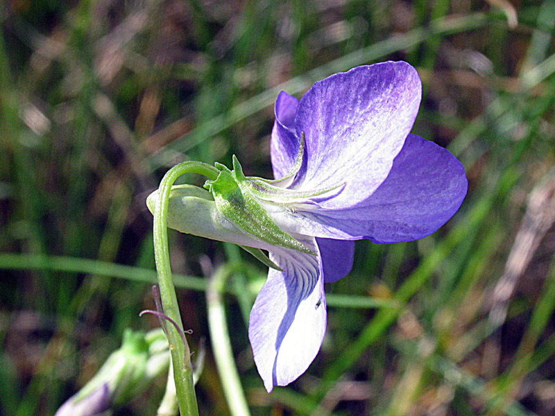 Viola riviniana Rchb. / Viola di Rivinus